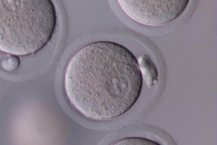 注射前的一个细胞胚胎
