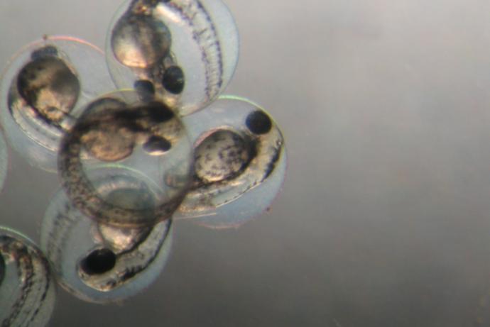 斑马鱼胚胎