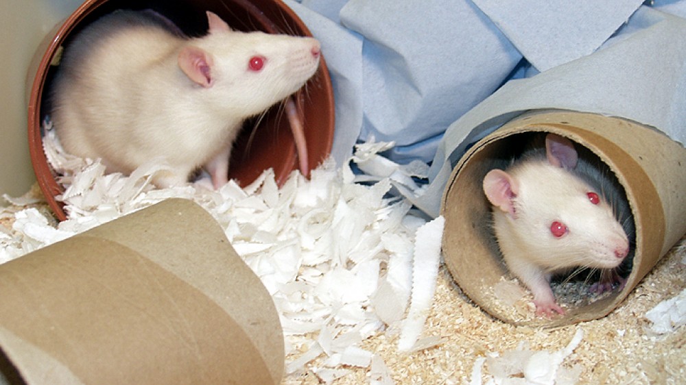 两只小白鼠在一个装有硬纸板箱和纸巾的笼子里。