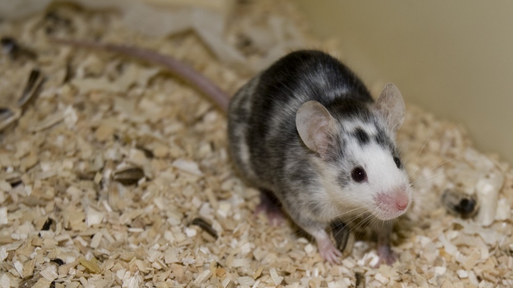 一只嵌合小鼠，可通过其斑驳或发现两种彩色外套（在这种情况下为白色和黑色）识别。
