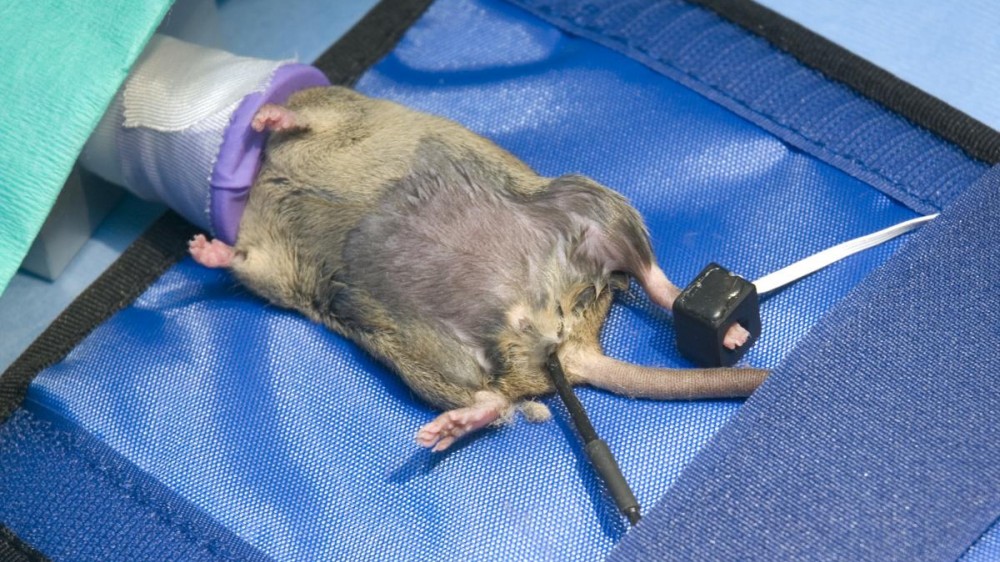在麻醉下的棕色小鼠。