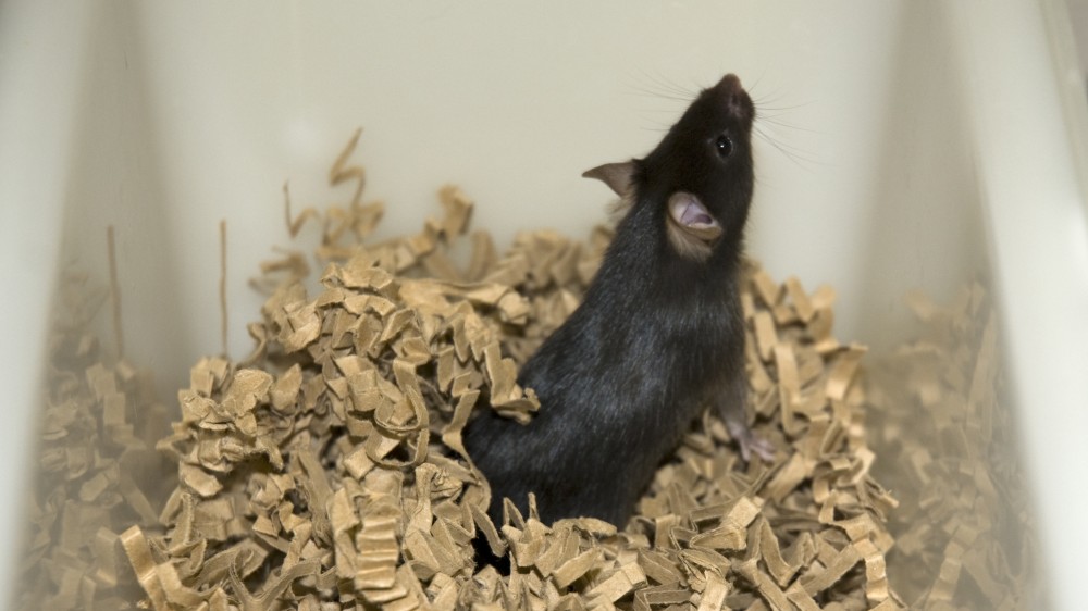 在塑料笼子的一只黑鼠标，站立在纸嵌套材料。