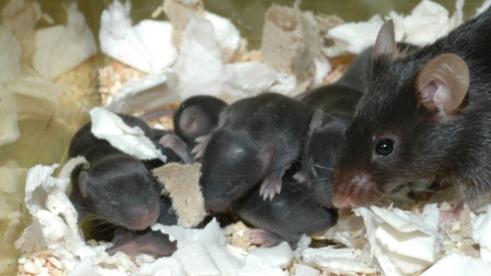 黑色老鼠的垃圾，有成年鼠标，筑巢在他们的家笼子的角落