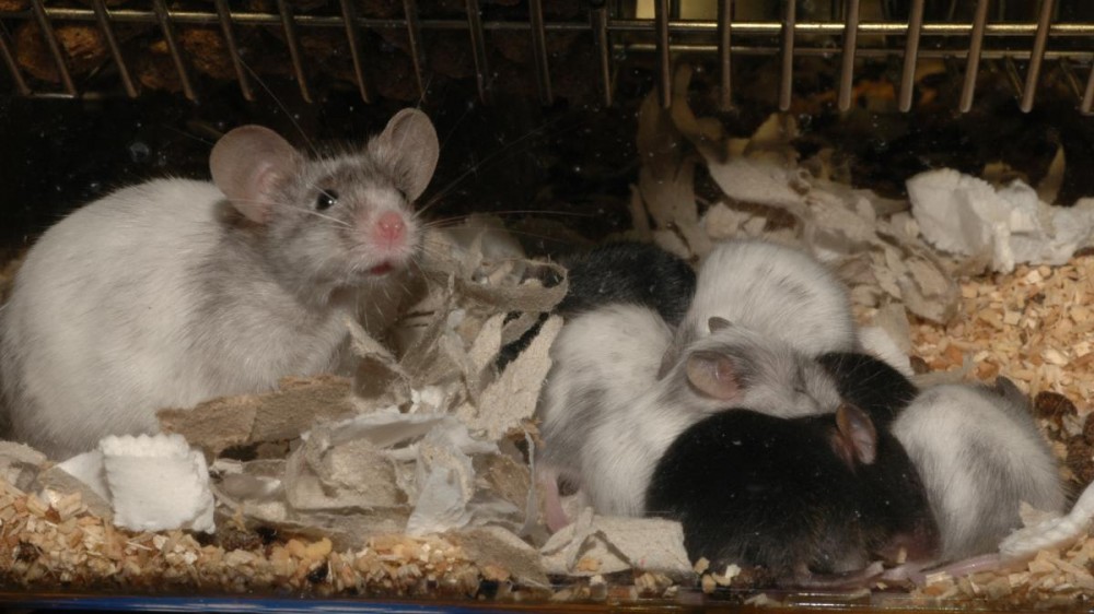 一只白色和灰色的母鼠，在它们的笼子里有从白色到黑色的不同色调的幼崽