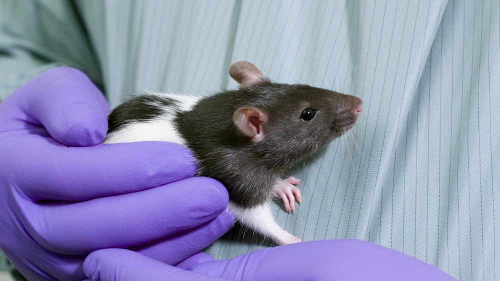 一只棕色和白色的老鼠在动物技术员戴着手套的手中。