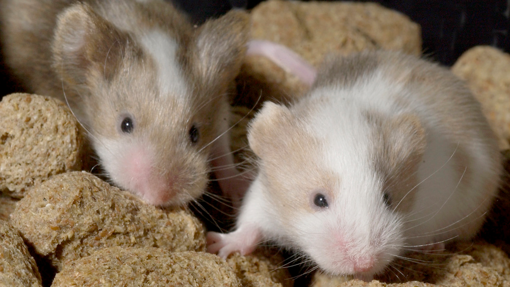 两只浅棕色和白色的嵌合小鼠站在食物颗粒的顶部。