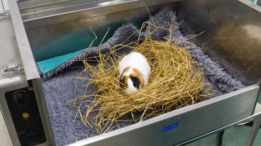 在一个温暖的房间里，一只豚鼠从麻醉中恢复，躺在毛巾上的干草窝里。