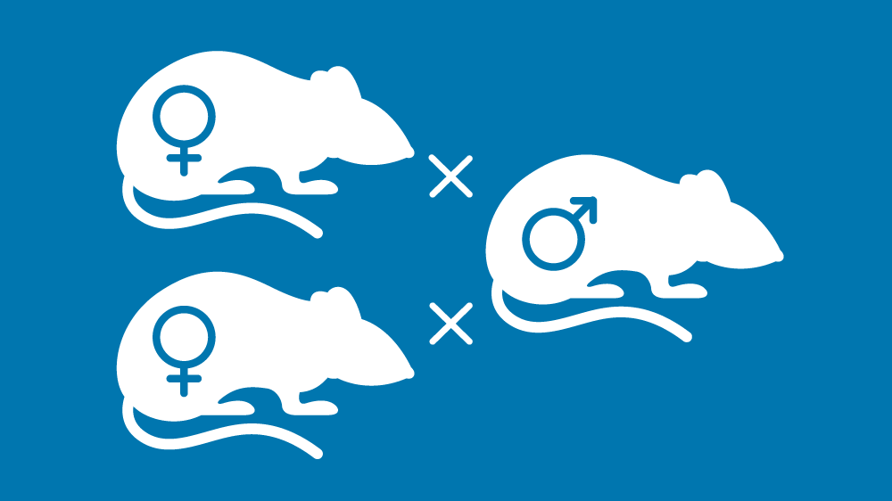 三只小鼠的白色图标在蓝色背景上。左侧的两只雌性小鼠各自右侧与同一雄性小鼠交叉，表明如何将不同的小鼠配对以进行优化的育种。