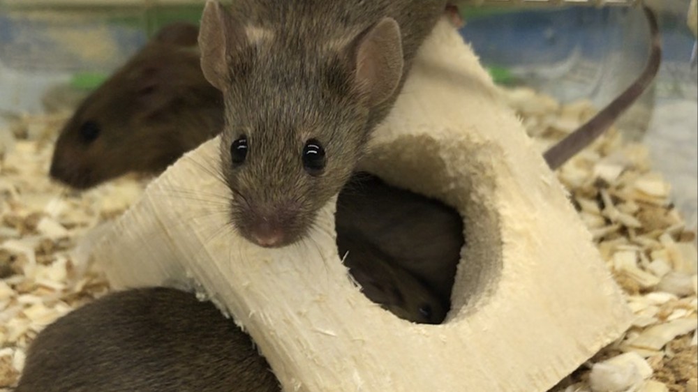 里面有三只棕色的老鼠，在一个带圆洞的立方体木棚子的上面和周围。