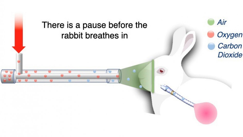 兔子麻醉呼吸装置的示意图，展示了空气、氧气和二氧化碳的流动。
