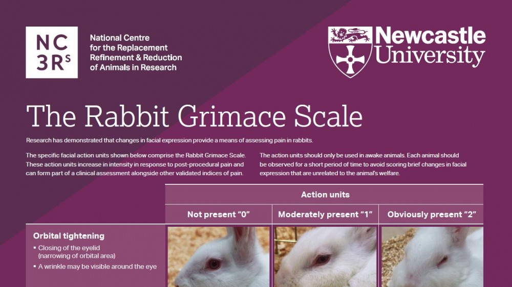 兔子鬼脸刻度海报的前三分之一的屏幕截图显示轨道紧固面部动作单位