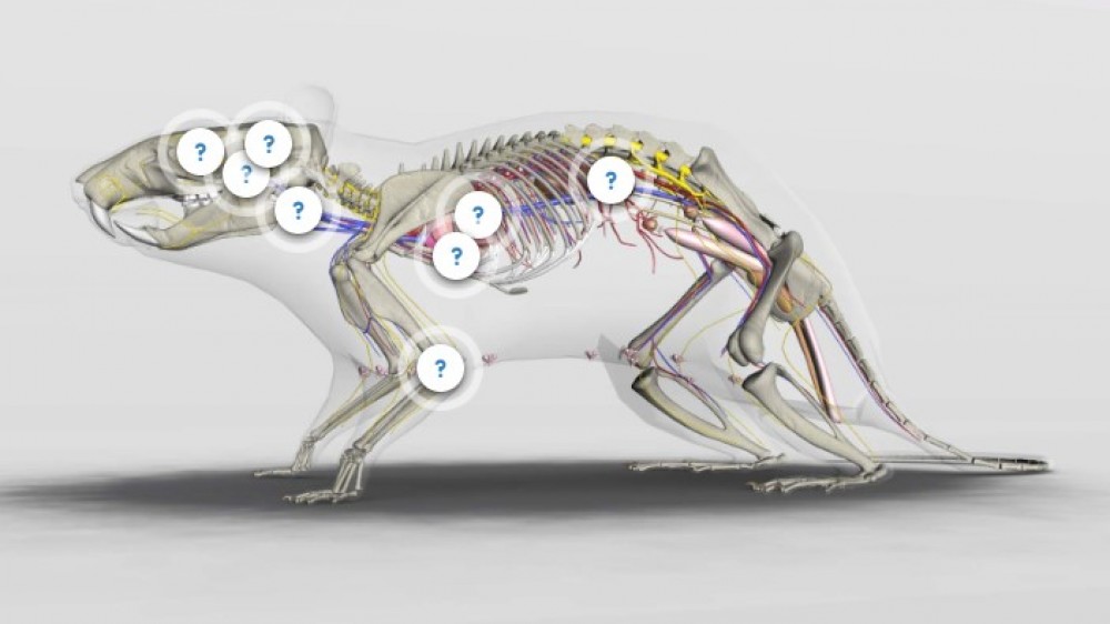 大鼠的图表显示了骨骼和神经系统，并带有问号，指示受训者可以在哪里单击以获取更多信息。