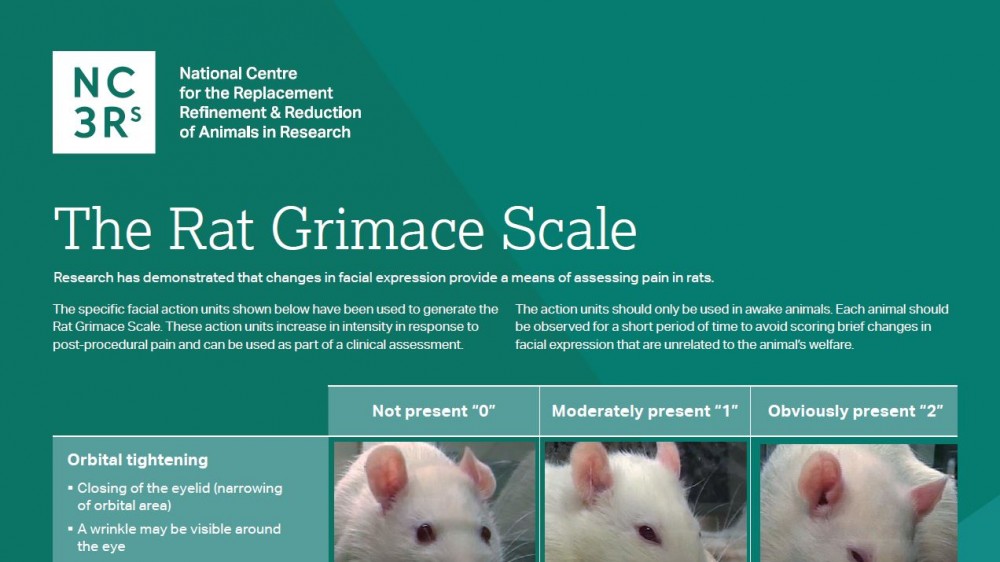 老鼠面部表情量表海报的前三分之一的截图，显示了收紧眼眶的面部动作单位