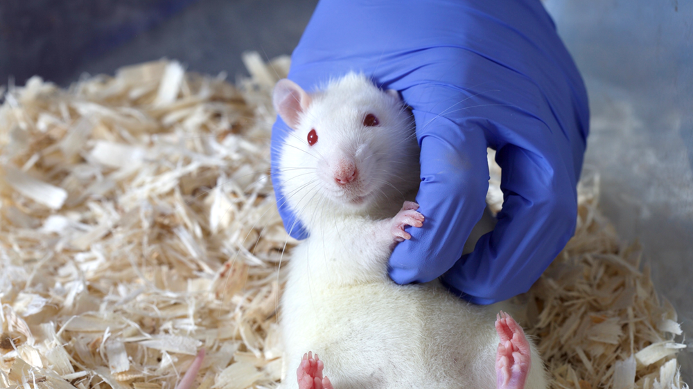 一只白色的老鼠在一个透明的塑料笼子，木刨花，被戴着手套的手。