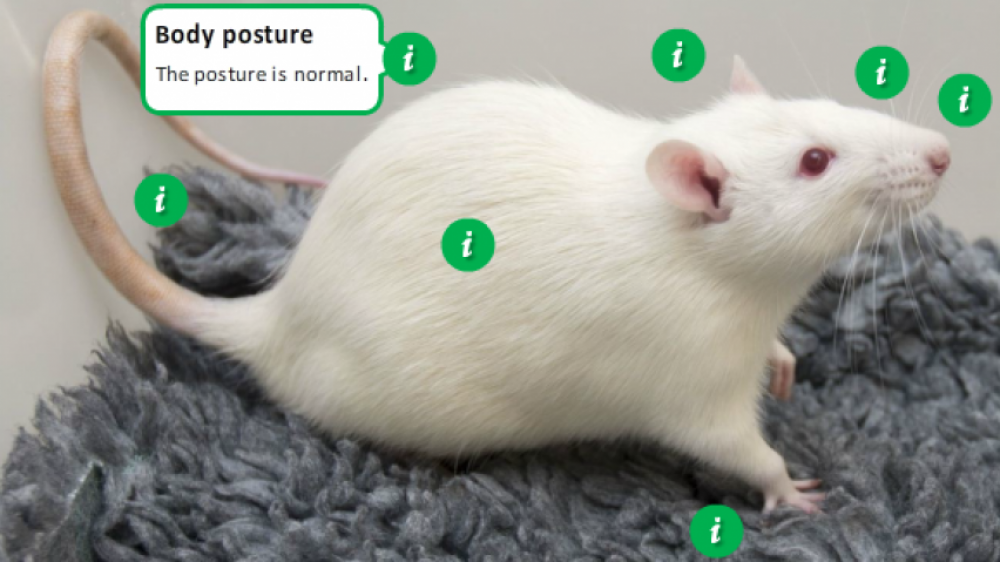 电子学习模块活动的屏幕截图，并带有带有绿色“ I”按钮的白色大鼠的照片，以指示受训者可以在哪里单击以获取更多信息。标签上写着“身体姿势：姿势是正常的”。