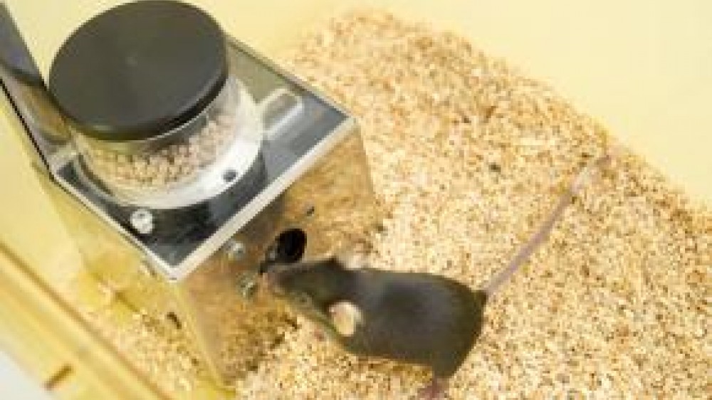 一只老鼠从金属喂食器中取出食物颗粒