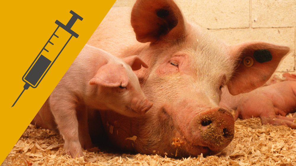 一只站在熟睡中的成年猪旁边的小猪，在图像角落的黄色背景上有针刺和注射器的图标。