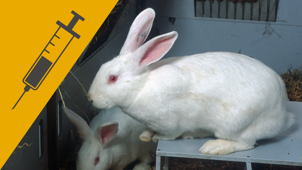 围栏中的两个白兔子，其中一个站在庇护所的顶部，在图像角落的黄色背景上有一个针和注射器的图标。