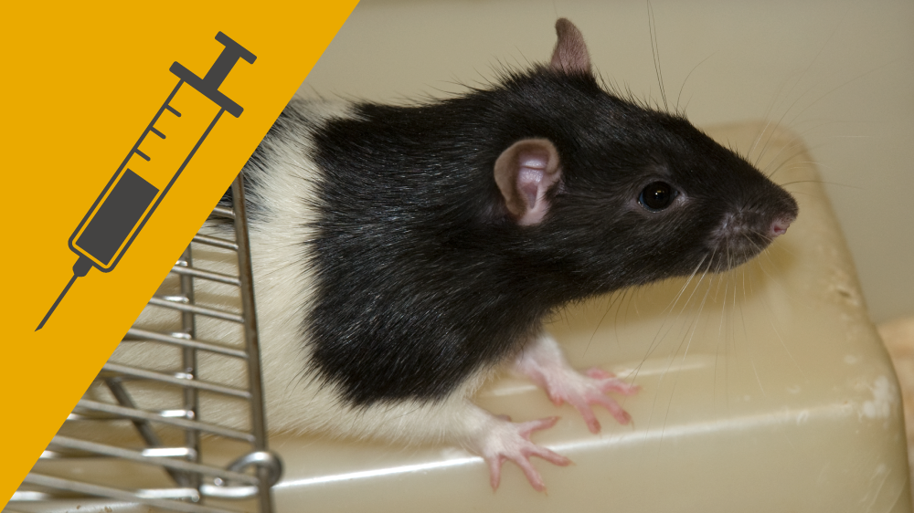 笼子中的棕色大鼠和白色的大鼠，在图像角的黄色背景上有针刺和注射器的图标。