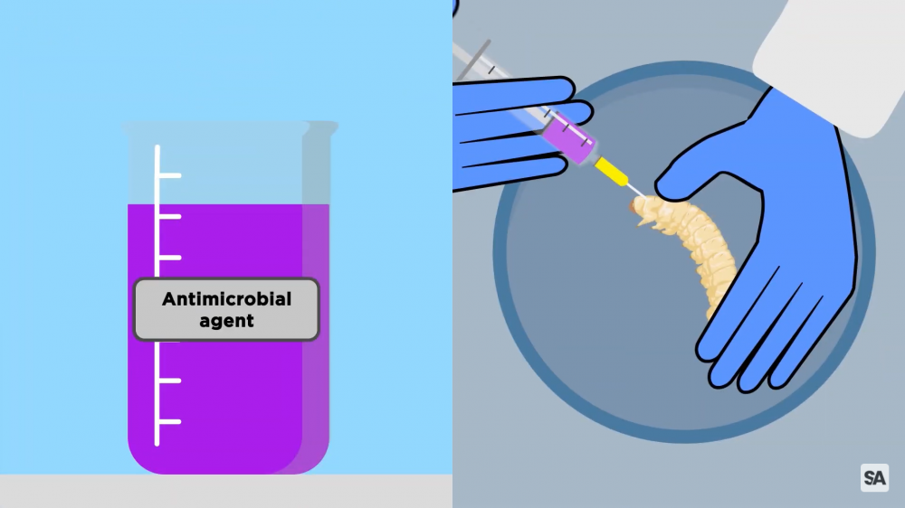 链接视频中的屏幕截图，显示了一个卡通毛毛虫注入了抗菌剂