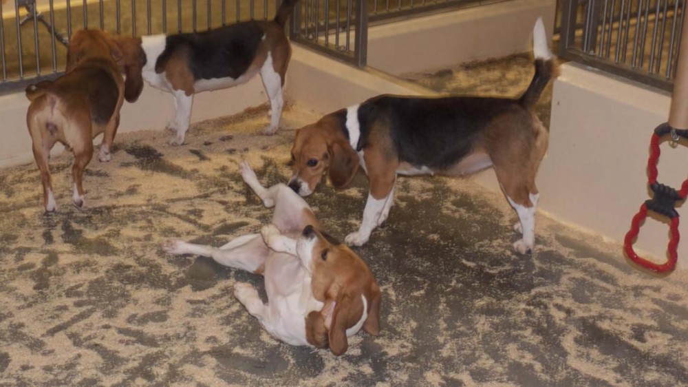 在笔中的四只狗，互动和显示蓬松的社会行为。背景中的两只狗是鼻子的鼻子。在前景中，一只狗在他的腿上在空中，可以看到一只第二只狗从一边嗅着他。