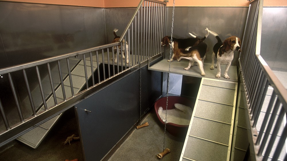 两只狗在动物设施中，站在一个带有坡道的平台上
