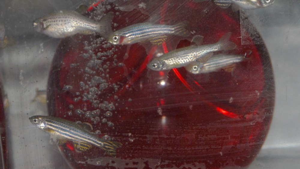 鱼在一个装有红色塑料遮蔽物的鱼缸里