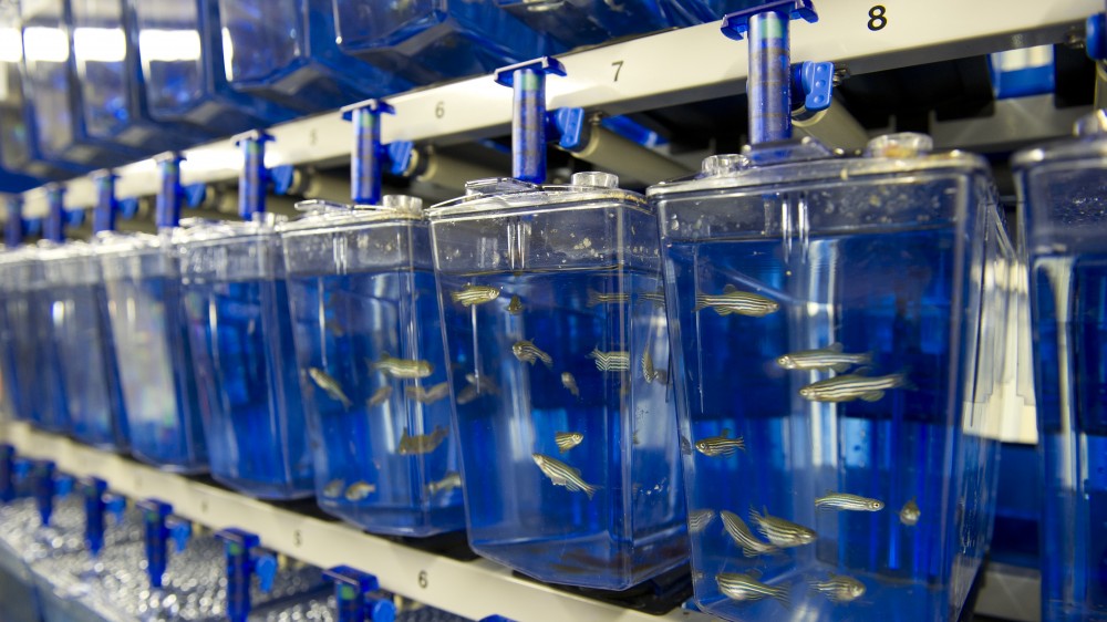 一排塑料鱼缸在实验室里拿着斑马鱼。坦克高又狭窄，彼此坐在编号的架子上。整个水族馆都有蓝色的色调。您可以在每个坦克中看到许多斑马鱼。