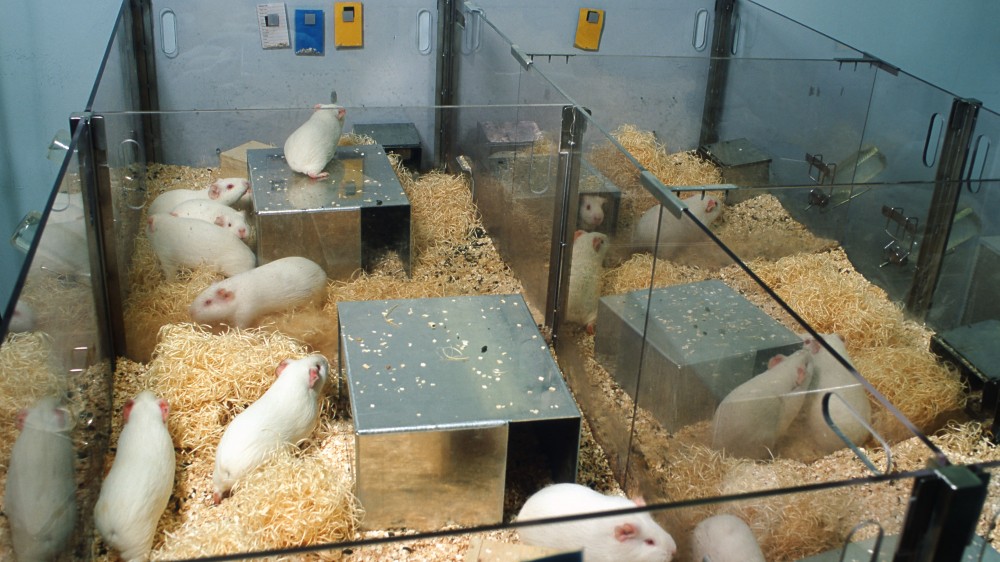 地板围栏里的白色豚鼠。每个笼子里大约有3到5只豚鼠，用透明的有机玻璃隔开，这样动物们就可以看到彼此。每个围栏都有一个银色的盒子来创造阴凉和庇护。地板上满是锯末和稻草。