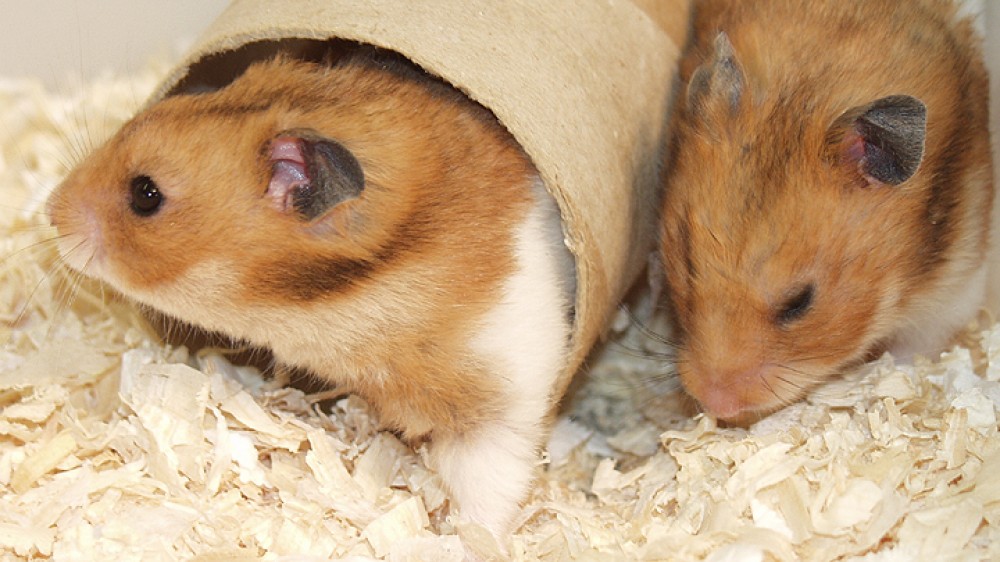 笼子里的两个仓鼠。地板被木屑覆盖。一个仓鼠朝右侧，另一个仓鼠在中间，从纸板管（富集）中浮出水面。两种仓鼠的颜色都是红色和浅棕色。