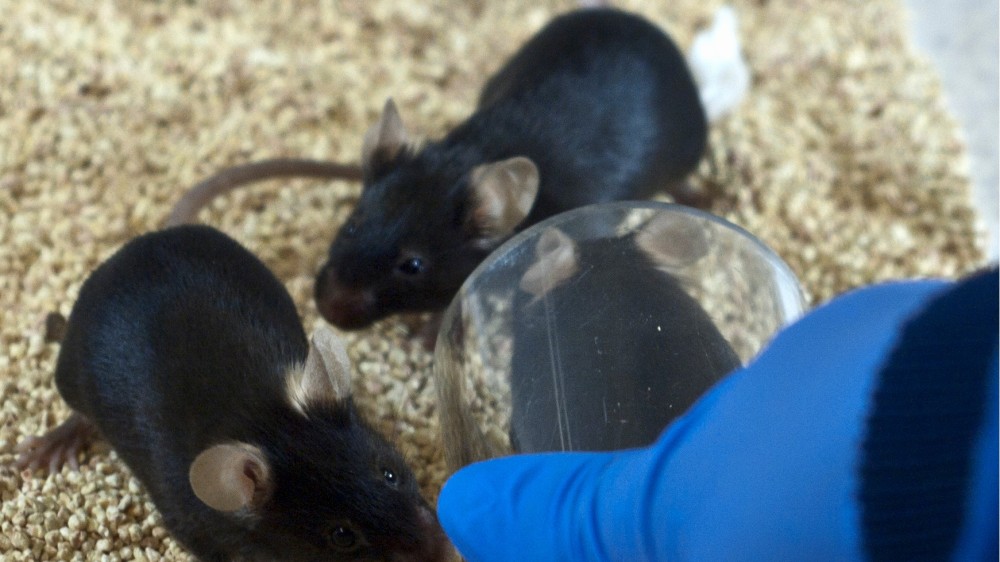 三只黑鼠，其中一个是用透明的塑料隧道处理