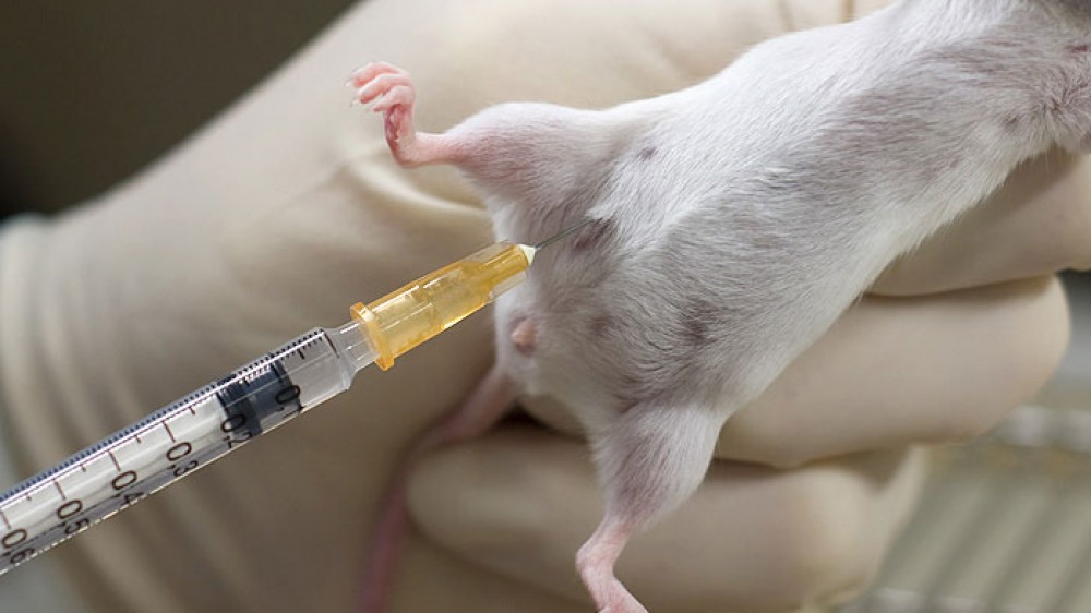 一只正在被注射皮下针的老鼠