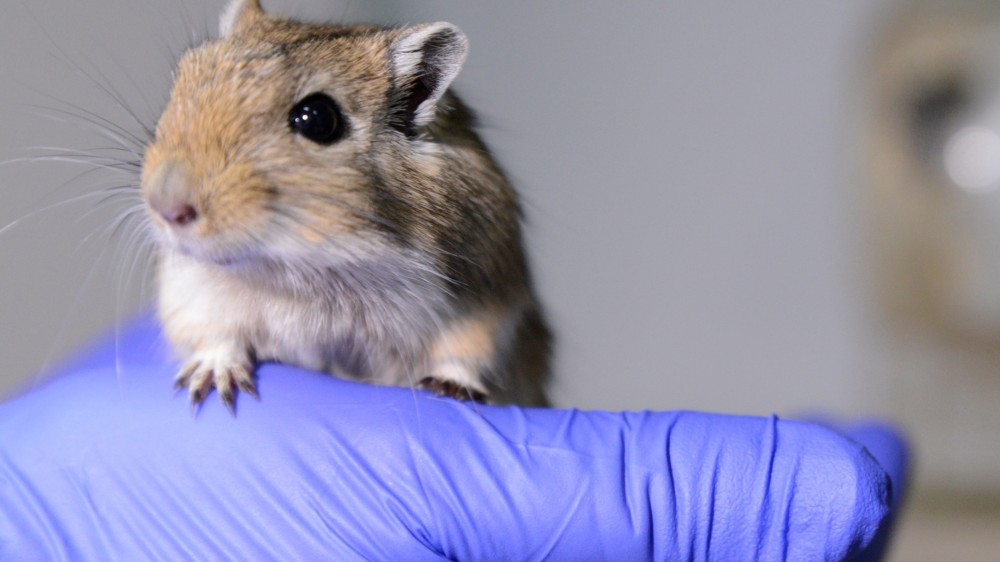 一名实验室技术员戴着手套抱着沙鼠。