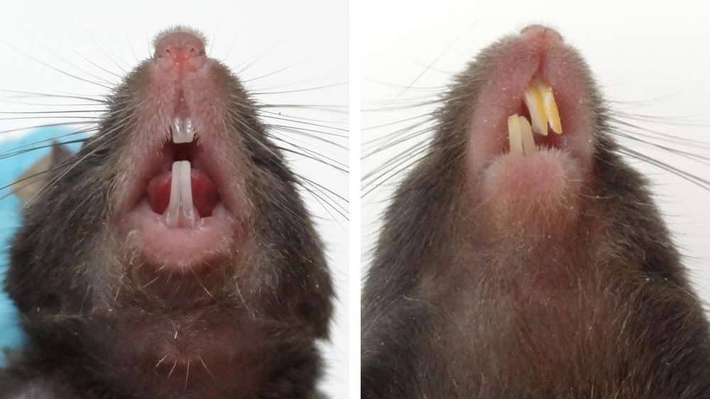 一只老鼠表现出健康的牙齿，另一只老鼠表现出不健康的、错咬合的牙齿