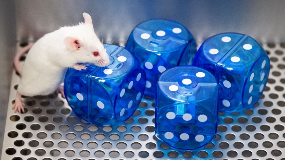 一只老鼠在连续试验装置里，站在一些塑料骰子上