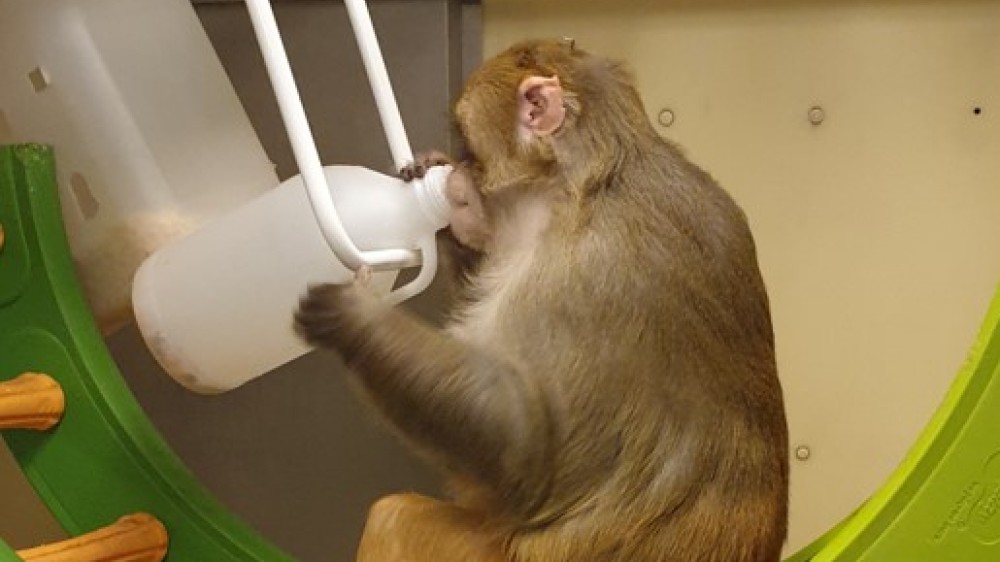 一只猕猴坐在五颜六色的秋千上，从一个挂着的水瓶里喝水