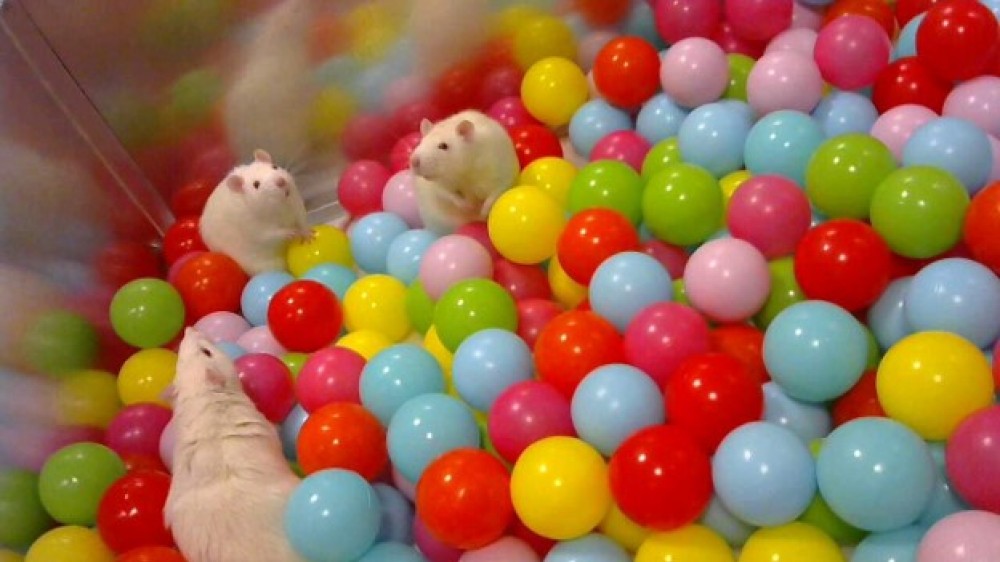 老鼠在满是塑料球的游戏围栏里