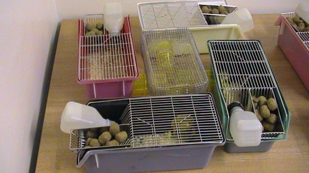 用于调查小鼠对不同颜色笼子的偏好的仪器