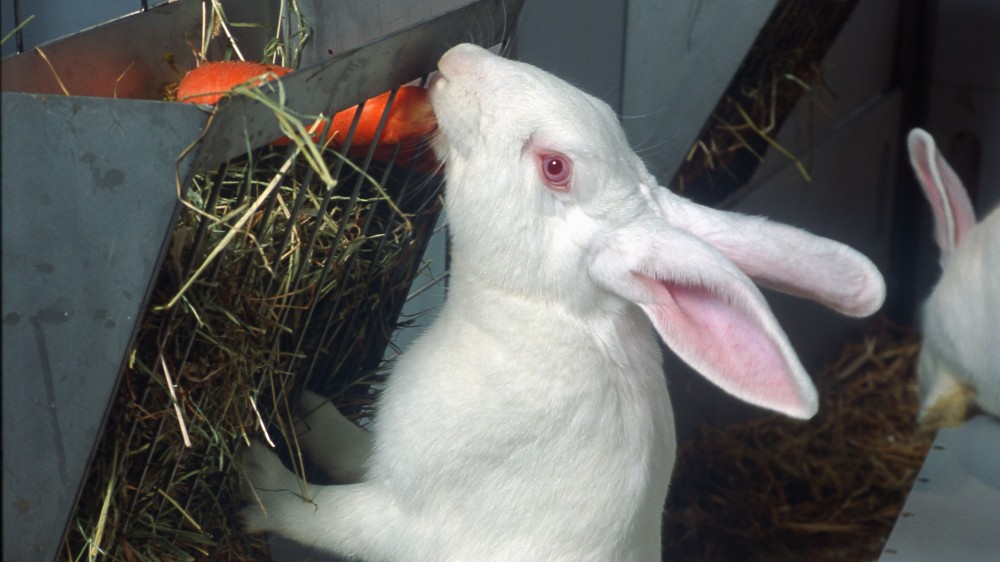 兔子在围栏里伸懒腰吃胡萝卜