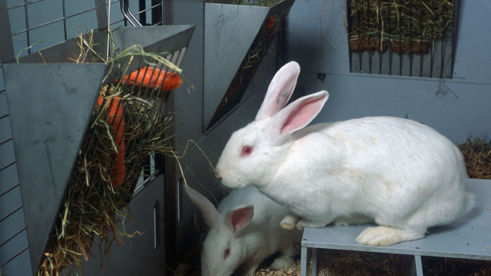 两个白色兔子在地板笔。笼子是灰色的，你可以在地板上看到锯末和稻草。最近的兔子坐在凸起的壁架上，朝向含有干草和胡萝卜的食物料斗。另一只兔子可以看出探索地板向后。