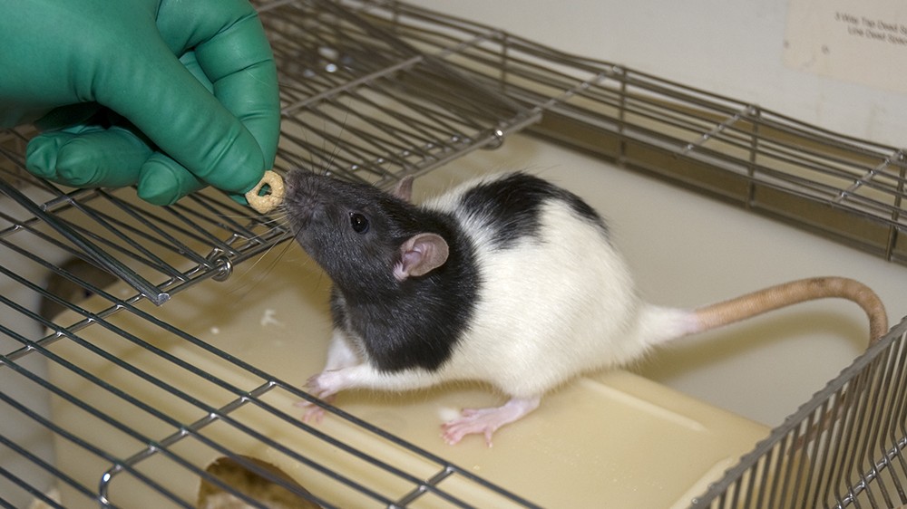 一只老鼠接受治疗，在这种情况下，来自技术人员的谷物Cheerio小吃。大鼠坐在保持架内的壳体盒的顶部（盖子打开）。技术人员正在用手套伸手可及，黑白侦听者连帽大鼠正在达到治疗。