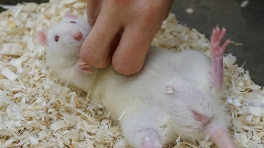 一只白鼠被未经束缚的手挠痒痒。老鼠躺在笼子里的木屑上。