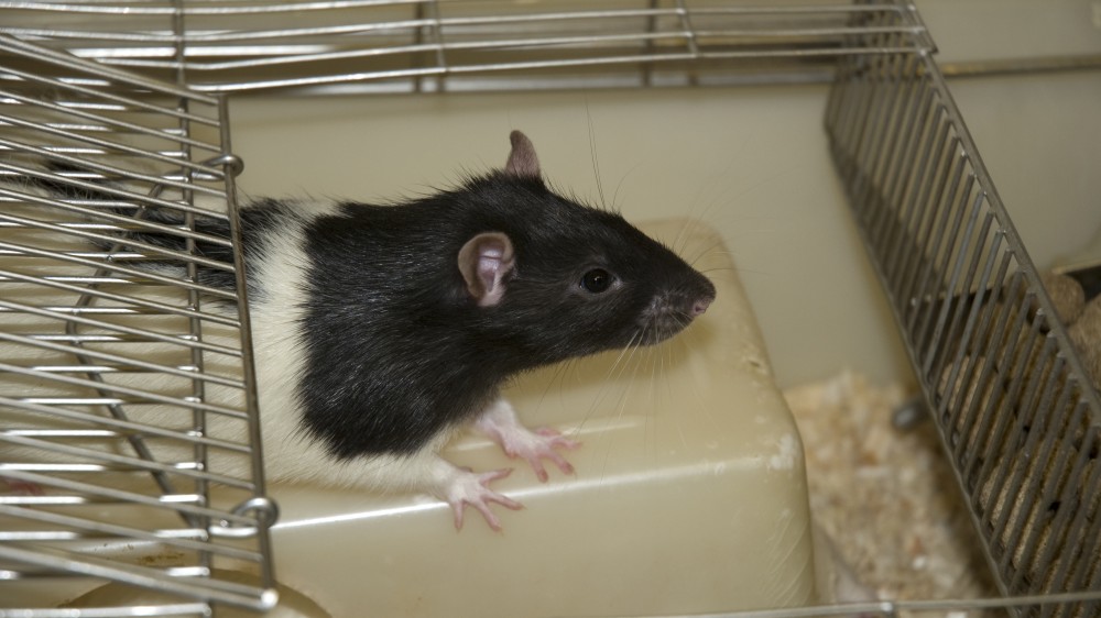 在一个标准的鼠笼中看到的lister兜帽鼠(黑头白体)。老鼠站在一个塑料盒子上，从打开的笼盖向外看。