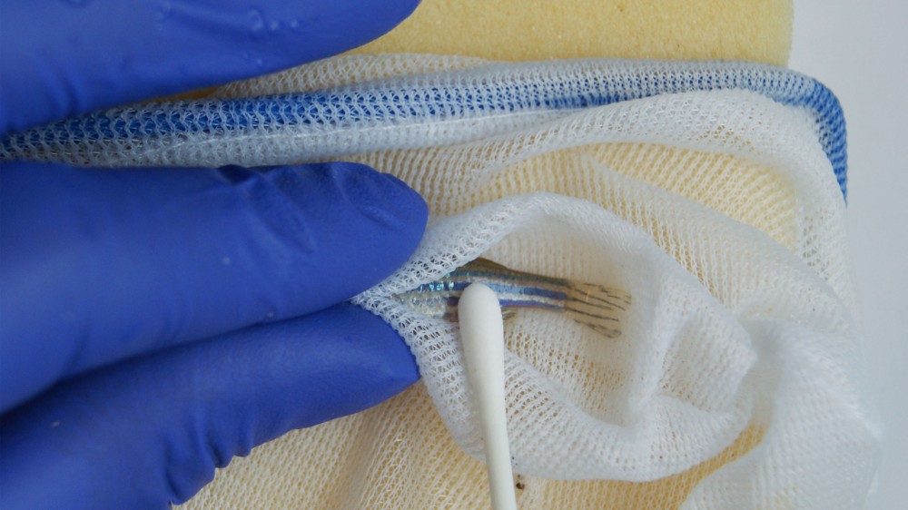一只斑马鱼被抓在手网里擦拭。