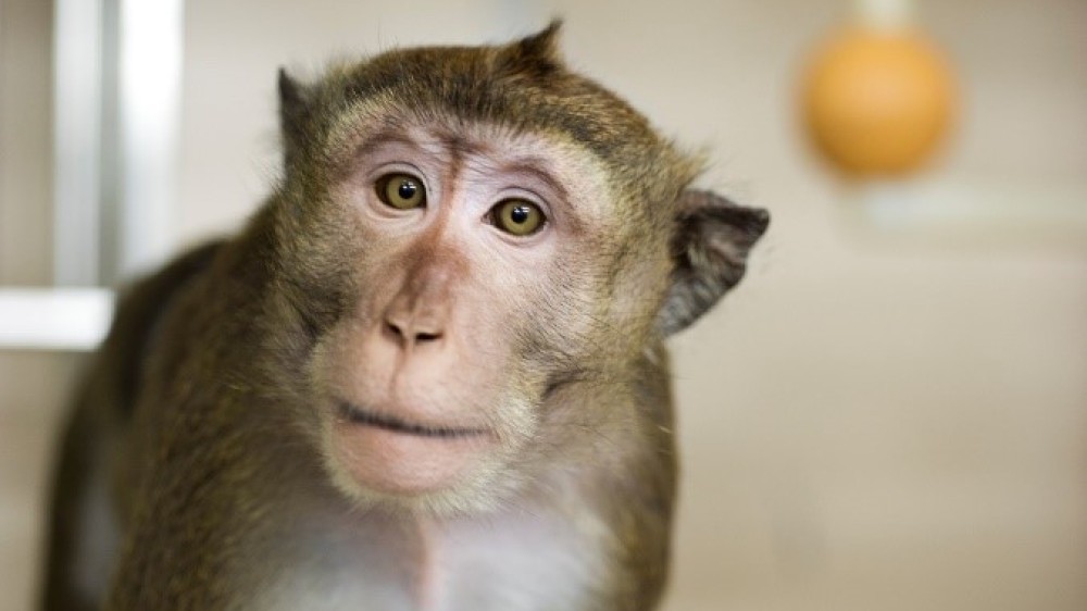 cynomolgus猕猴看着带有塑料秋千的相机