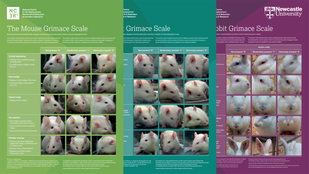 老鼠、老鼠和兔子的鬼脸海报层层叠加在一起。