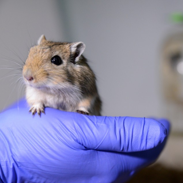 沙鼠由实验室技术人员戴着手套握住。