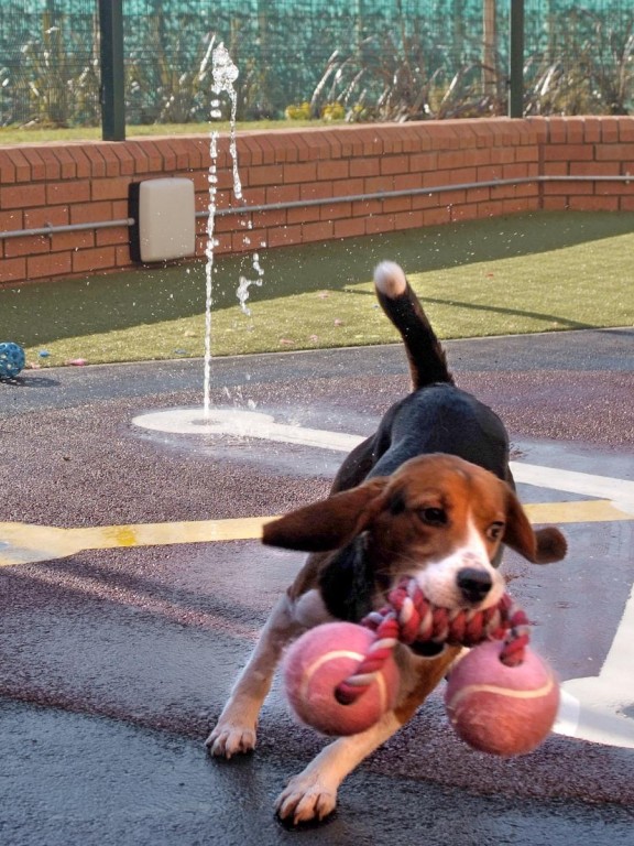 一只嘴里叼着玩具的狗在外面跑。在背景中可以看到喷泉和草地。