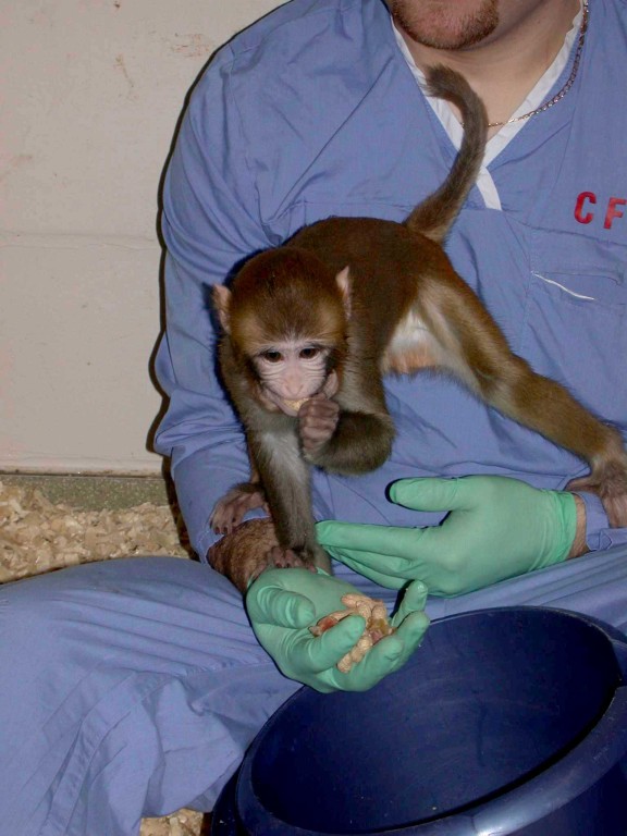 一名技术人员坐下来用手喂一只坐在他腿上的猕猴。技术员穿着蓝色工作服，戴着绿色手套。在照片的中间，可以看到这只猕猴弯腰从他手里拿食物。