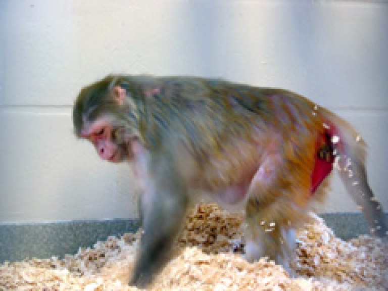 一只雌恒河猴四肢着地，在地板上的木屑中觅食。她的肛周皮肤可见，呈红色。原因尚不清楚，但这可能是一种机制，通过这种机制，女性发出了她们的接受能力和生育能力的信号